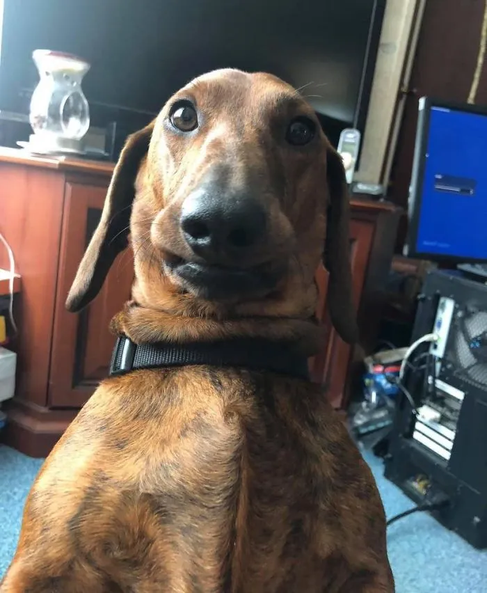 People Are Sharing The Most Unflattering Pics Of Their Dogs And It’s Hilarious (30 Pics)