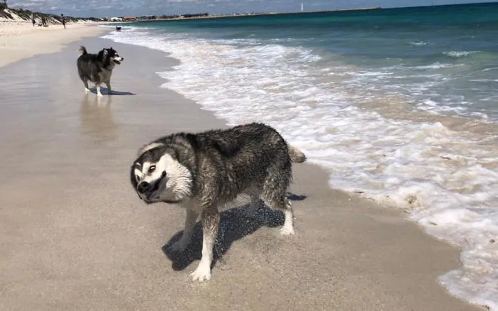 People Are Sharing The Most Unflattering Pics Of Their Dogs And It’s Hilarious (30 Pics)