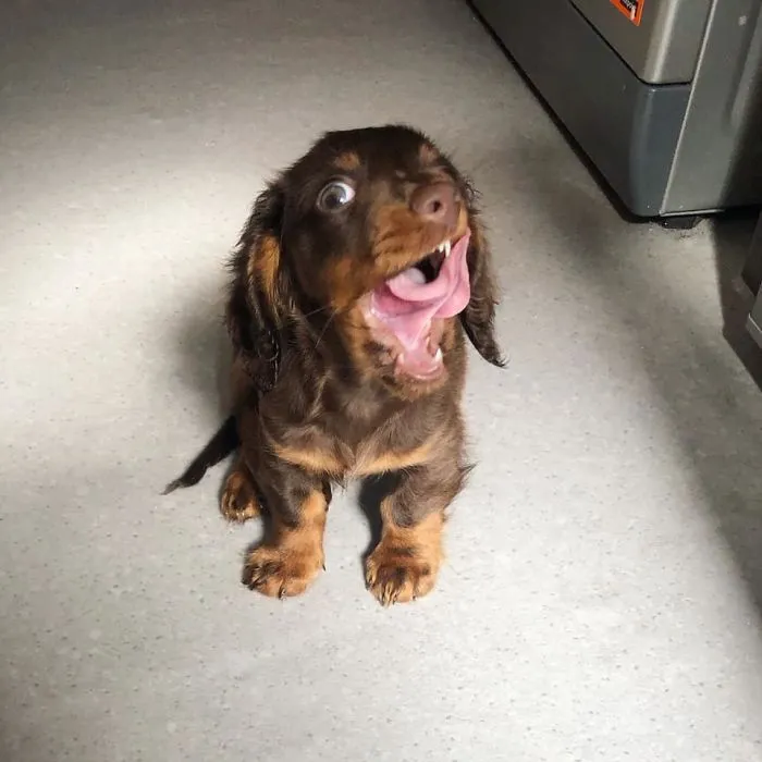 People Are Sharing The Most Unflattering Pics Of Their Dogs And It’s Hilarious (30 Pics)