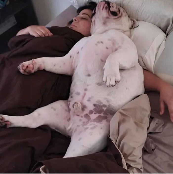 People Are Sharing The Most Unflattering Pics Of Their Dogs And It’s Hilarious (30 Pics)