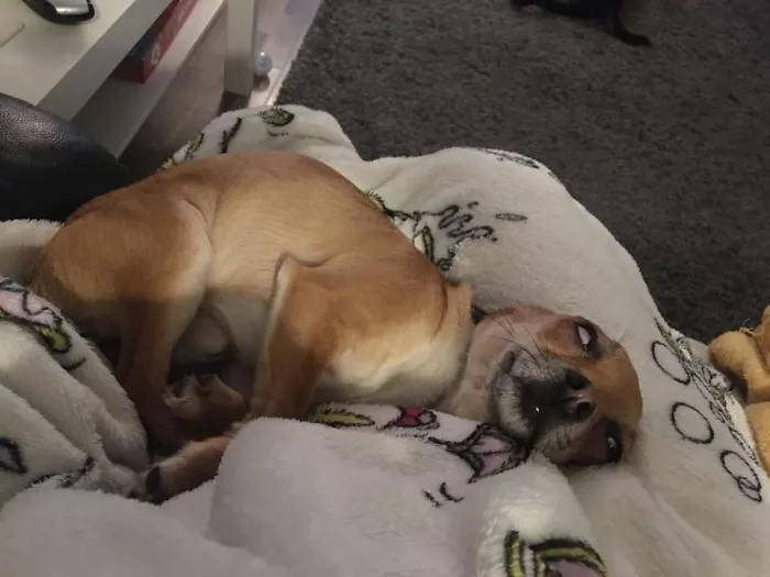 People Are Sharing The Most Unflattering Pics Of Their Dogs And It’s Hilarious (30 Pics)