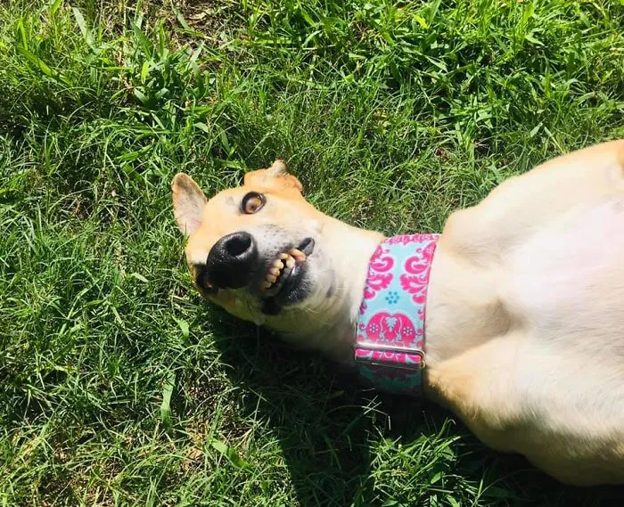 People Are Sharing The Most Unflattering Pics Of Their Dogs And It’s Hilarious (30 Pics)