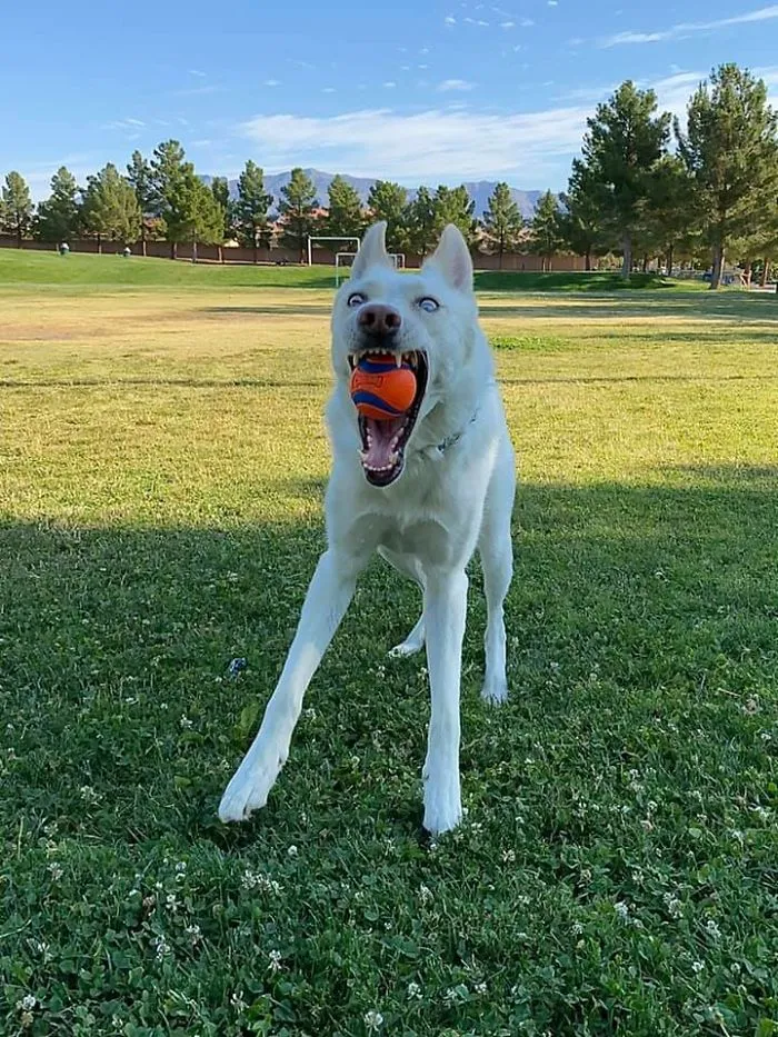 People Are Sharing The Most Unflattering Pics Of Their Dogs And It’s Hilarious (30 Pics)