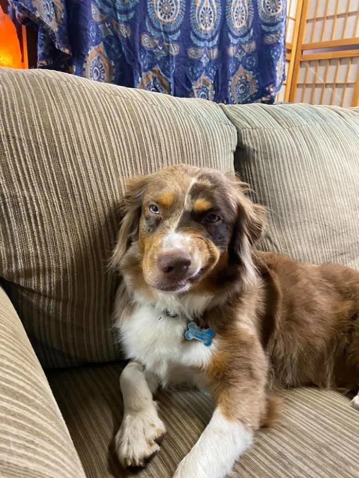 People Are Sharing The Most Unflattering Pics Of Their Dogs And It’s Hilarious (30 Pics)