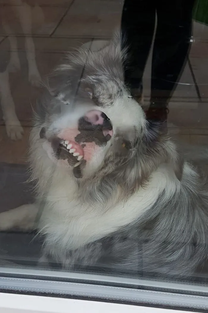 People Are Sharing The Most Unflattering Pics Of Their Dogs And It’s Hilarious (30 Pics)