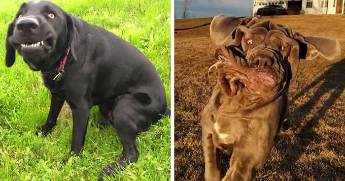 People Are Sharing The Most Unflattering Pics Of Their Dogs And It’s Hilarious (30 Pics)