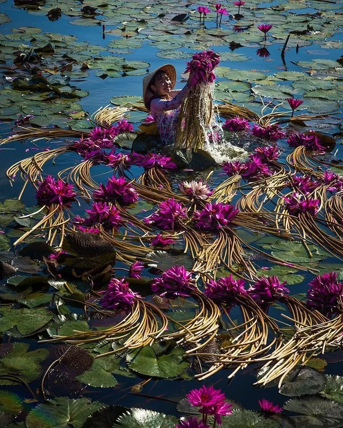 16 Breathtaking Photos Of Farmers Harvesting Waterlilies From The Mekong Delta