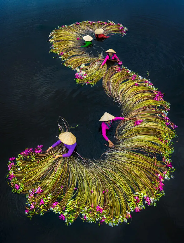 16 Breathtaking Photos Of Farmers Harvesting Waterlilies From The Mekong Delta