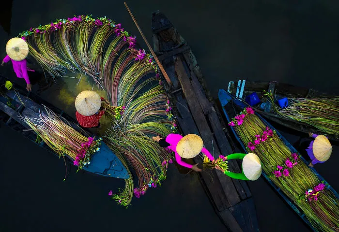 16 Breathtaking Photos Of Farmers Harvesting Waterlilies From The Mekong Delta