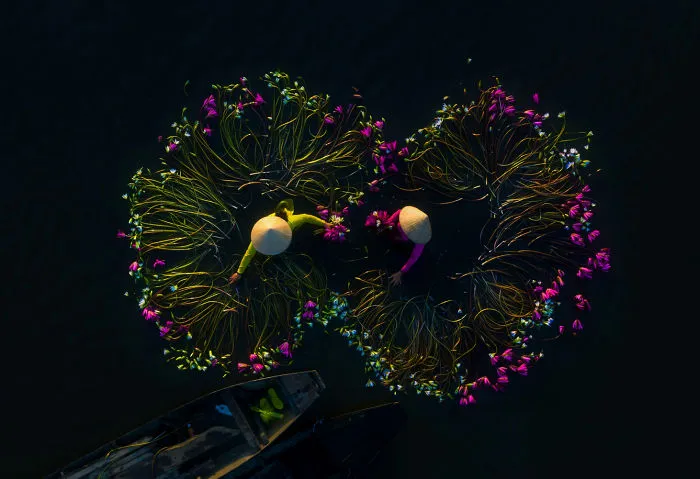 16 Breathtaking Photos Of Farmers Harvesting Waterlilies From The Mekong Delta