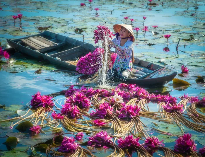 16 Breathtaking Photos Of Farmers Harvesting Waterlilies From The Mekong Delta