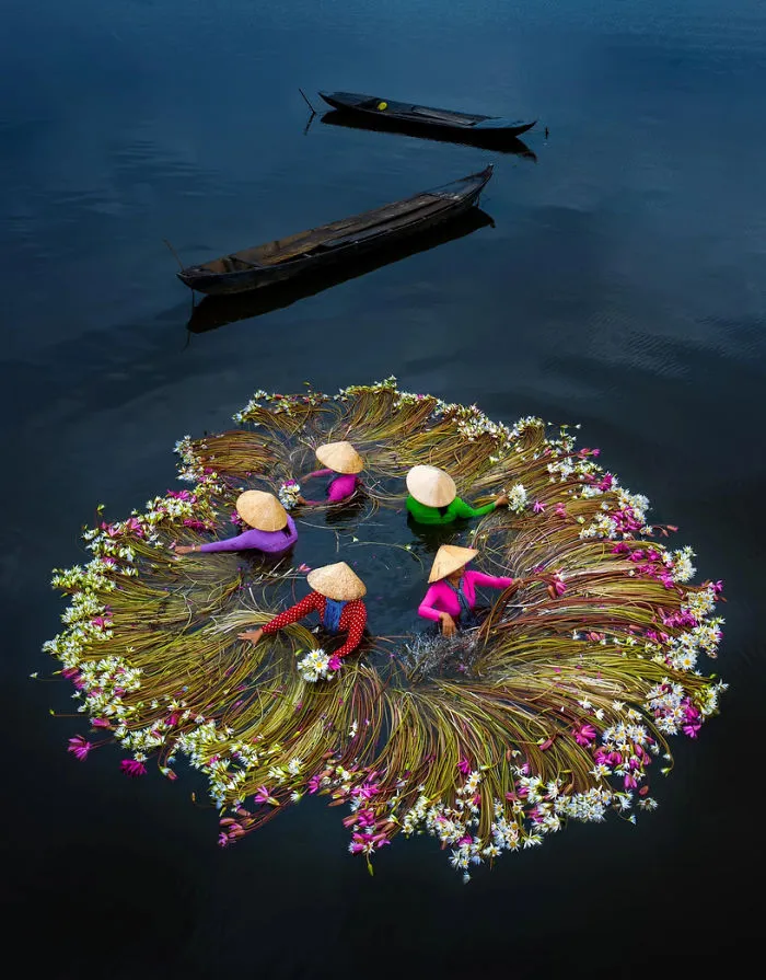16 Breathtaking Photos Of Farmers Harvesting Waterlilies From The Mekong Delta