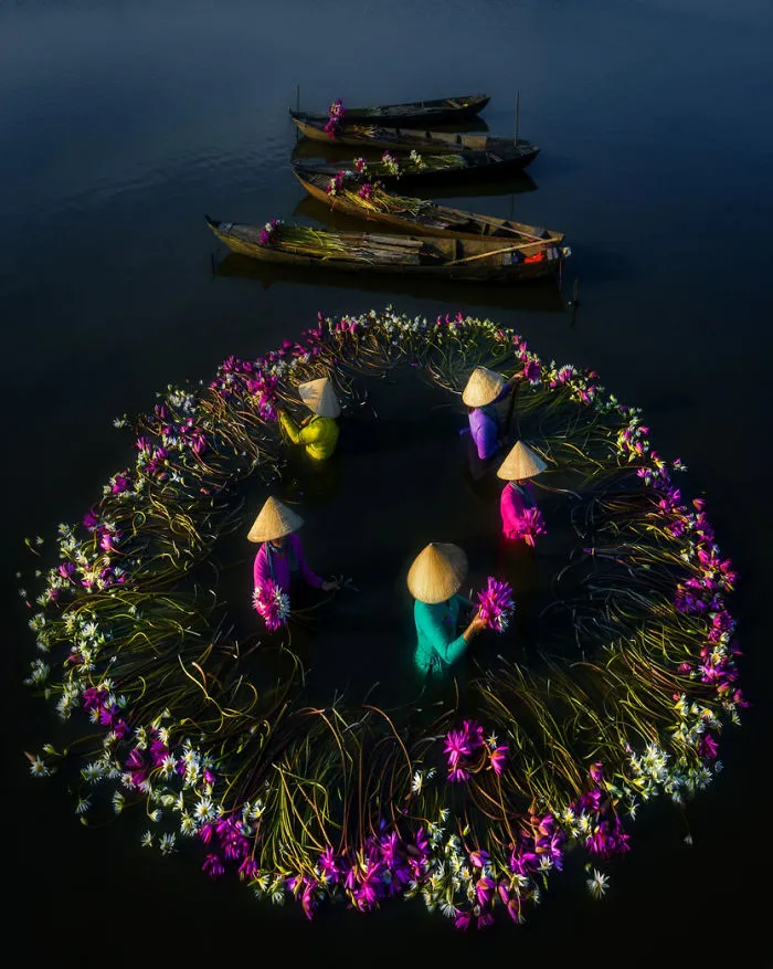 16 Breathtaking Photos Of Farmers Harvesting Waterlilies From The Mekong Delta