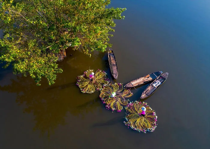16 Breathtaking Photos Of Farmers Harvesting Waterlilies From The Mekong Delta
