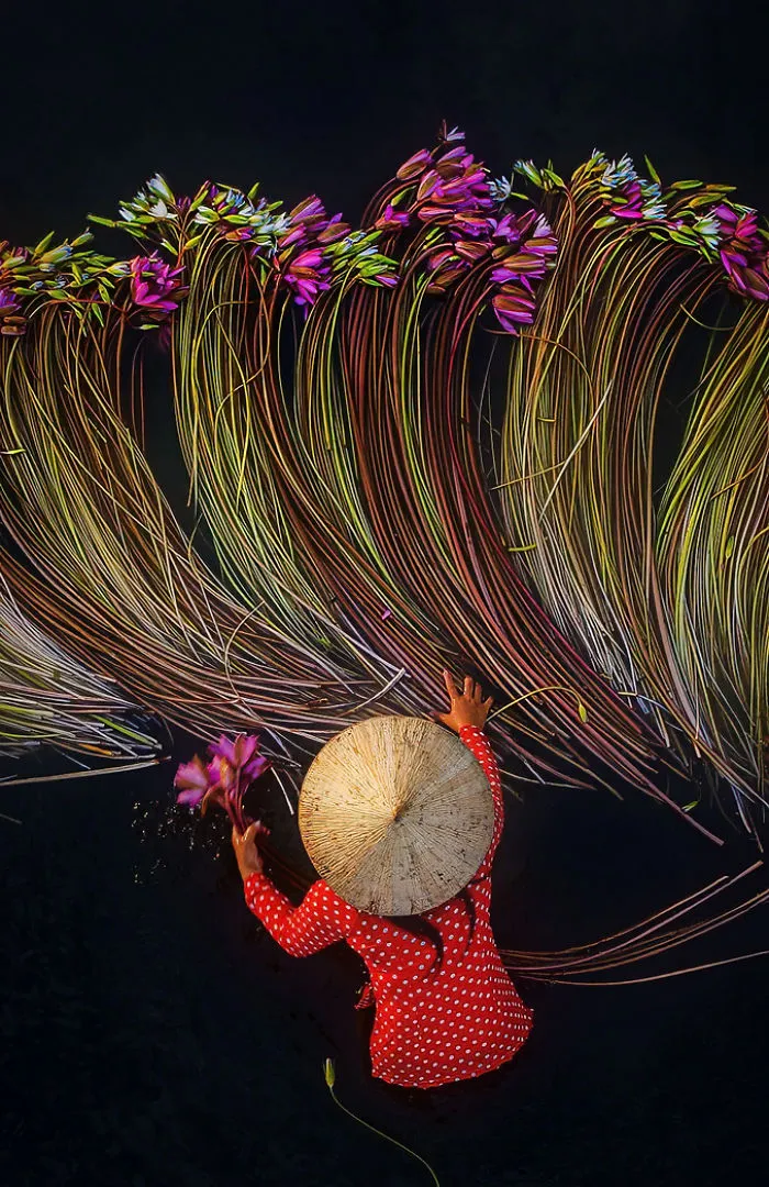 16 Breathtaking Photos Of Farmers Harvesting Waterlilies From The Mekong Delta