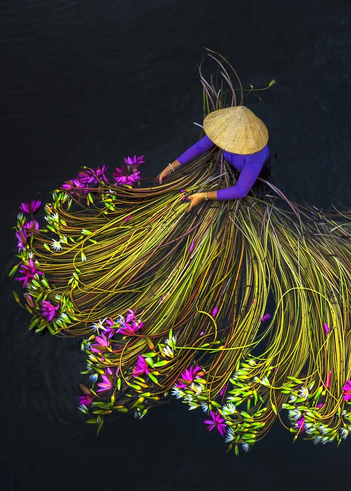 16 Breathtaking Photos Of Farmers Harvesting Waterlilies From The Mekong Delta