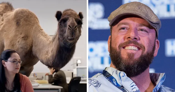Hump Day Camel—Chris Sullivan