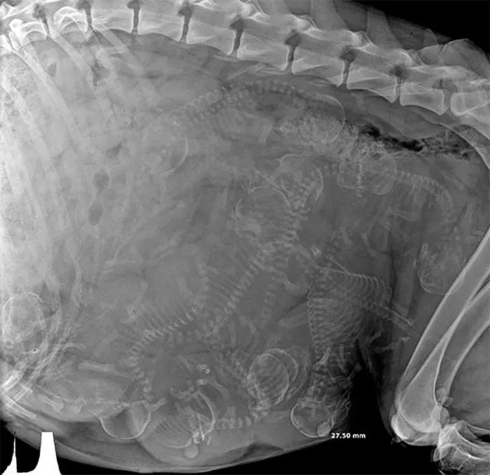 X-Ray Of A Pregnant Dog