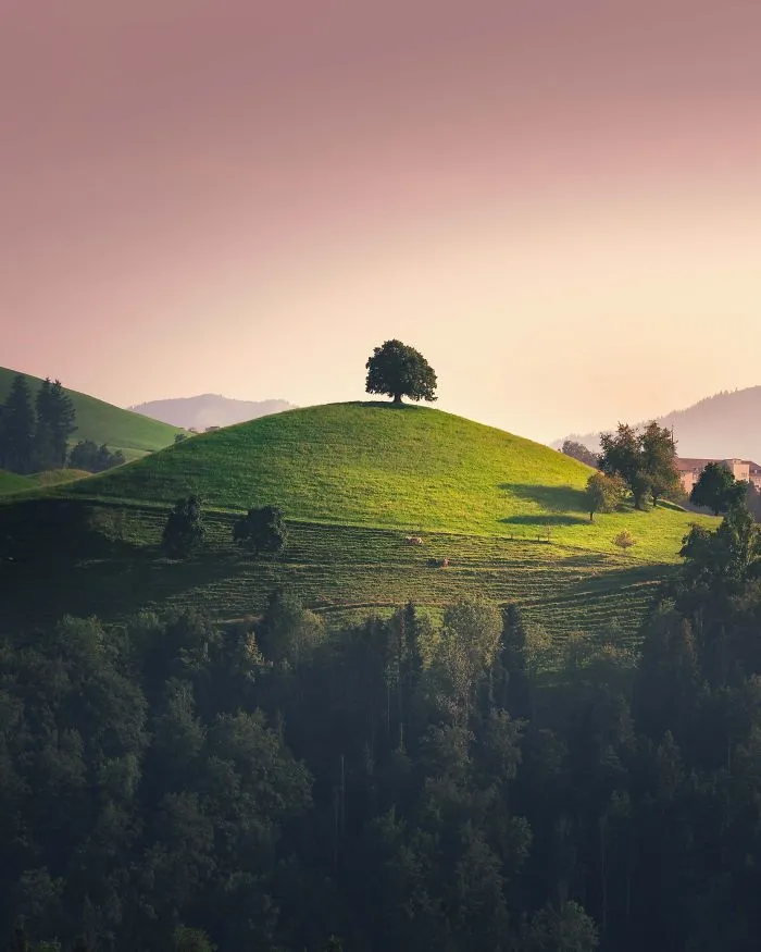 A Beautiful Tree On A Hill