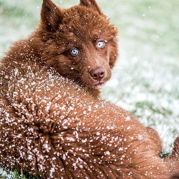 Here’s My Handsome Brown Siberian Husky Who’s Traveling With Me Across The US In Search Of A New Home (30 Pics)