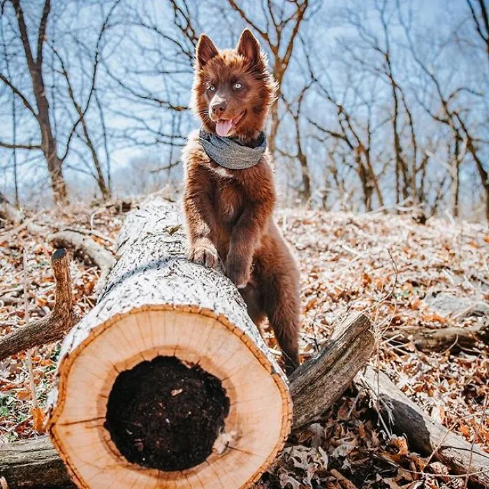 Here’s My Handsome Brown Siberian Husky Who’s Traveling With Me Across The US In Search Of A New Home (30 Pics)