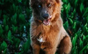 Here’s My Handsome Brown Siberian Husky Who’s Traveling With Me Across The US In Search Of A New Home (30 Pics)