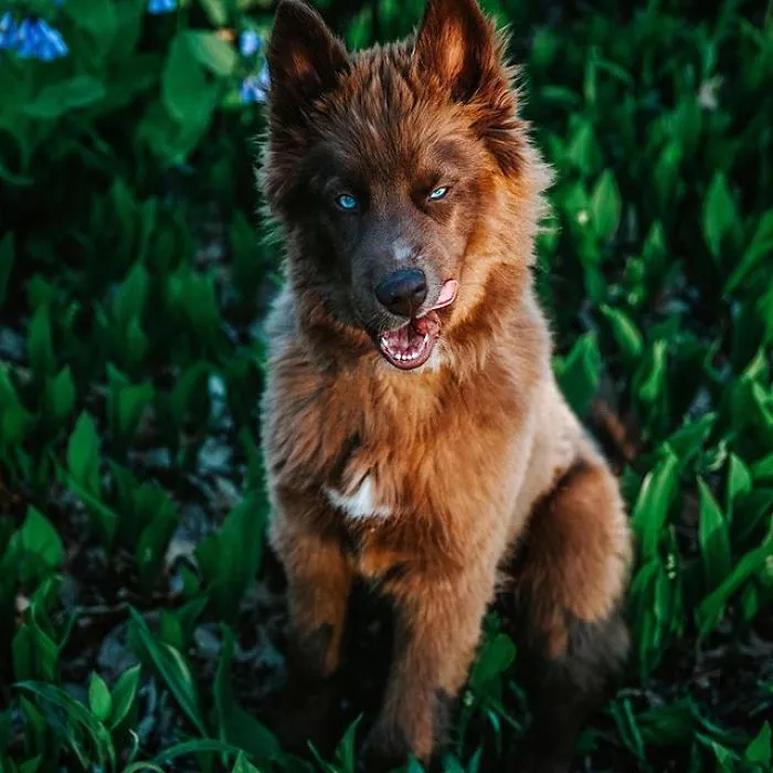 Here’s My Handsome Brown Siberian Husky Who’s Traveling With Me Across The US In Search Of A New Home (30 Pics)