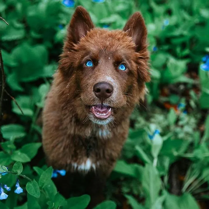 Here’s My Handsome Brown Siberian Husky Who’s Traveling With Me Across The US In Search Of A New Home (30 Pics)