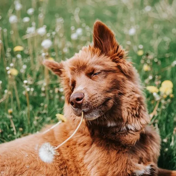 Here’s My Handsome Brown Siberian Husky Who’s Traveling With Me Across The US In Search Of A New Home (30 Pics)