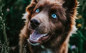 Here’s My Handsome Brown Siberian Husky Who’s Traveling With Me Across The US In Search Of A New Home (30 Pics)