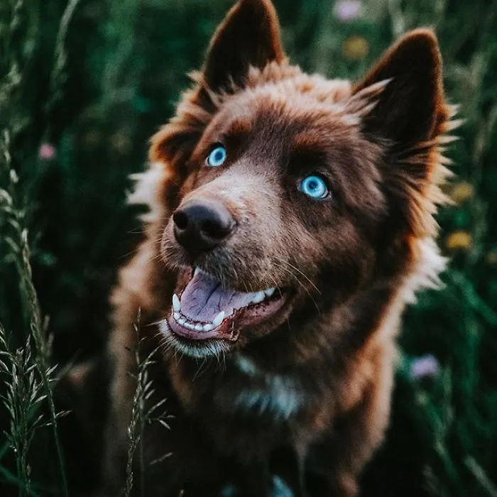 An Extremely Rare Fully Chocolate (Brown) Siberian Husky