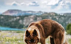 Here’s My Handsome Brown Siberian Husky Who’s Traveling With Me Across The US In Search Of A New Home (30 Pics)