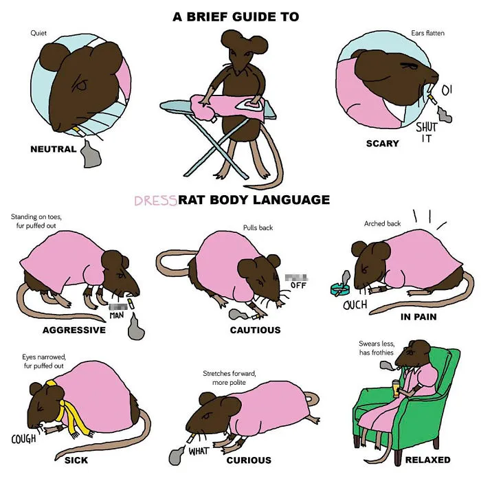 A Brief Guide To Dress Rat Body Language