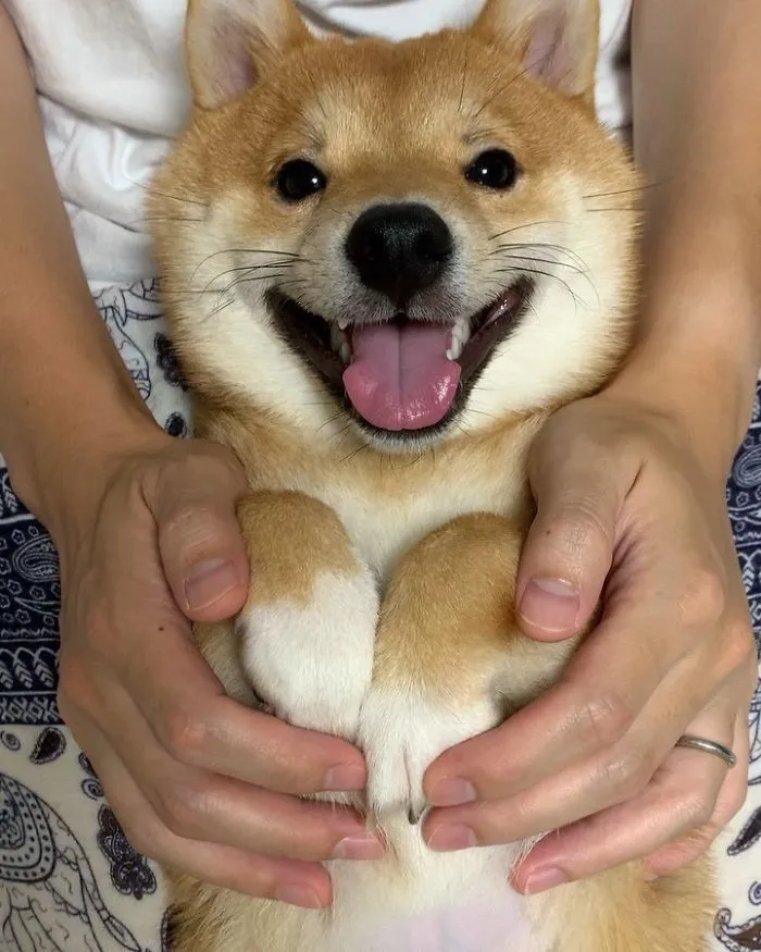 Shiba Inu Goes Viral For His Love Of Smiling, Especially After Seeing Food (30 Pics)