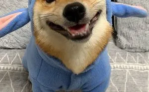 Shiba Inu Goes Viral For His Love Of Smiling, Especially After Seeing Food (30 Pics)