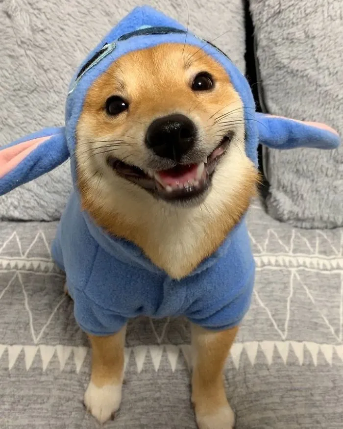 Shiba Inu Goes Viral For His Love Of Smiling, Especially After Seeing Food (30 Pics)