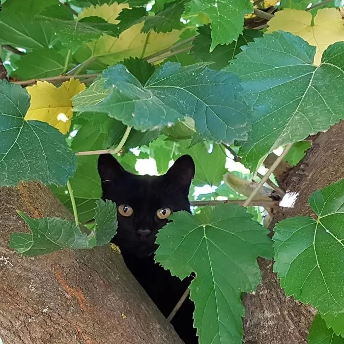 30 Pics Of Birds That Just Happen To Look Like Cats
