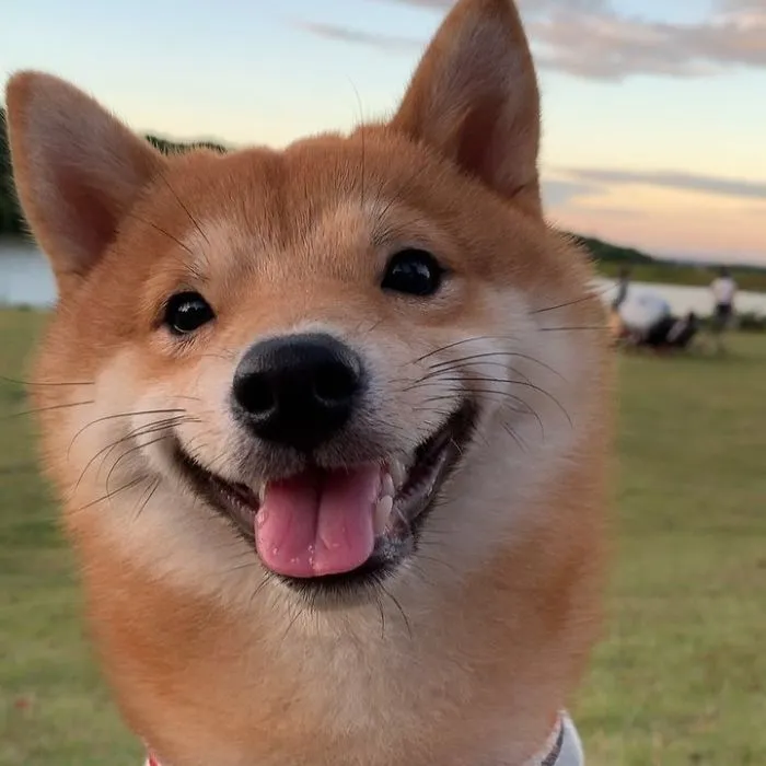 Shiba Inu Goes Viral For His Love Of Smiling, Especially After Seeing Food (30 Pics)