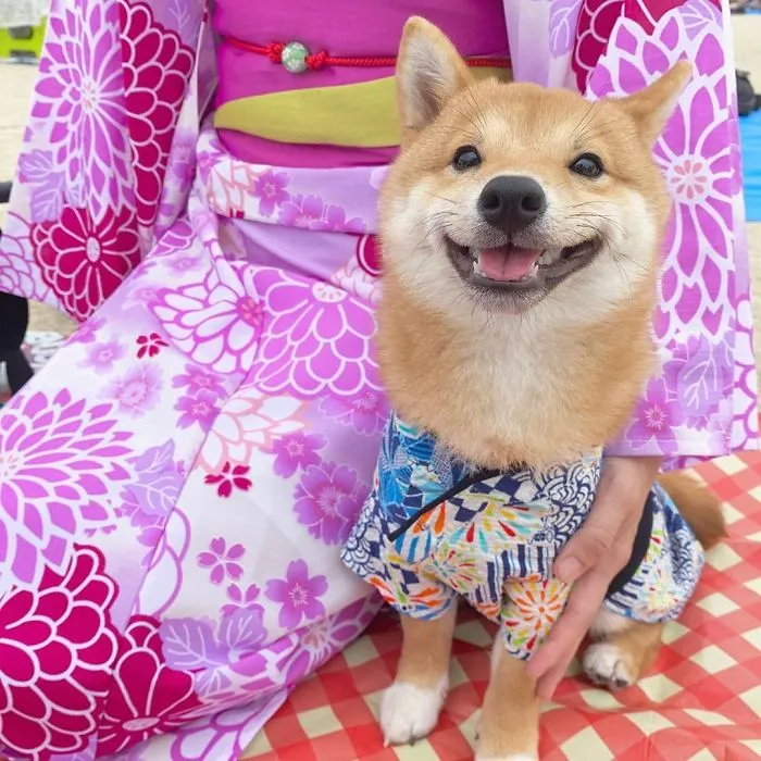 Shiba Inu Goes Viral For His Love Of Smiling, Especially After Seeing Food (30 Pics)
