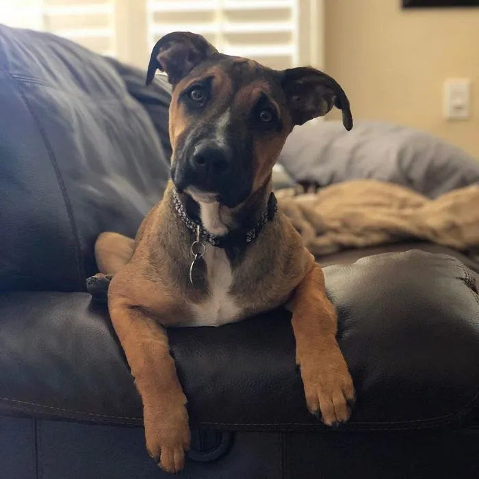 Pit Bull + German Shepherd