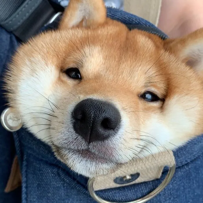 Shiba Inu Goes Viral For His Love Of Smiling, Especially After Seeing Food (30 Pics)
