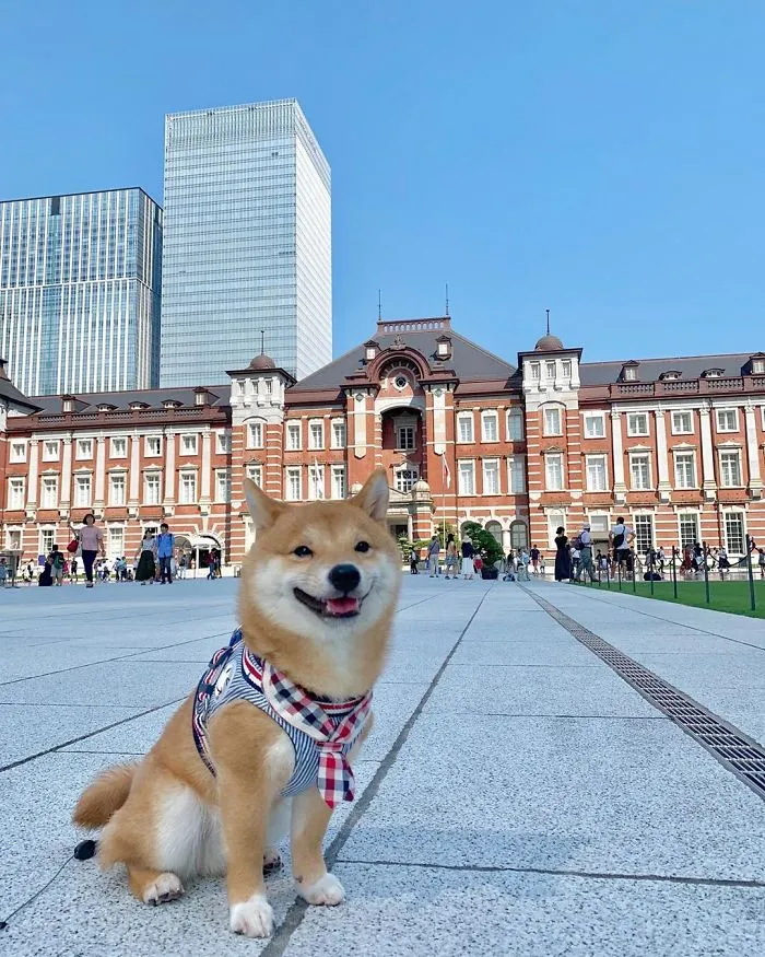 Shiba Inu Goes Viral For His Love Of Smiling, Especially After Seeing Food (30 Pics)