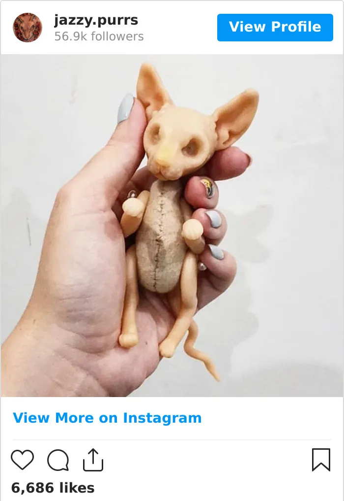 30 Cute Photos Of The Eyeless Instagram-Famous Cat Jasper