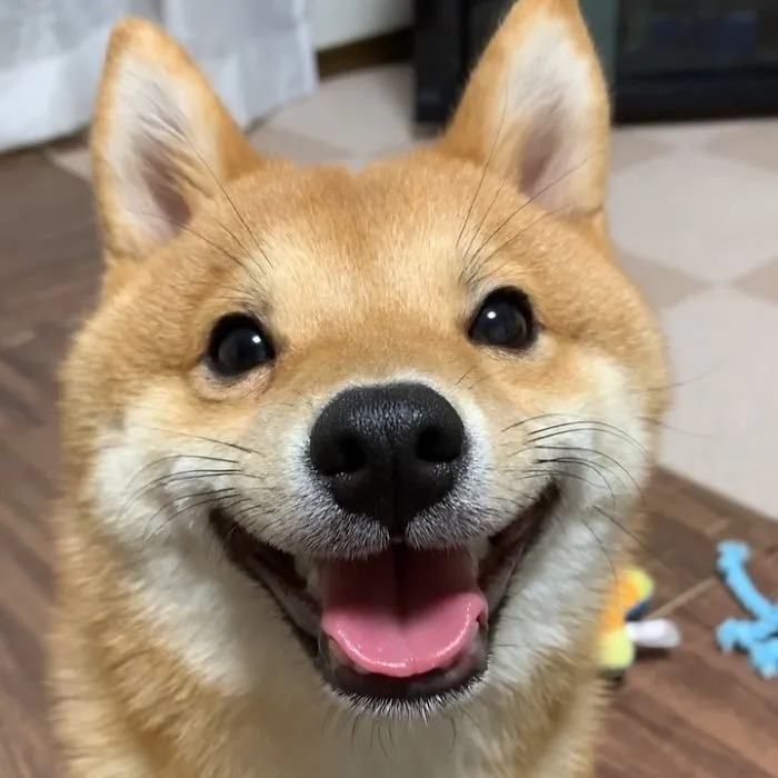 Shiba Inu Goes Viral For His Love Of Smiling, Especially After Seeing Food (30 Pics)