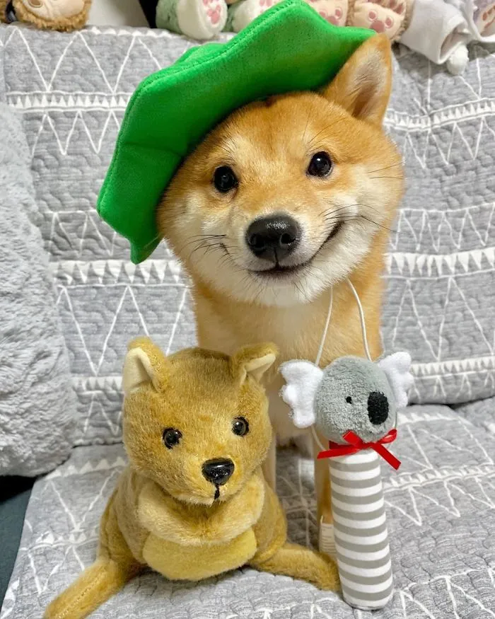 Shiba Inu Goes Viral For His Love Of Smiling, Especially After Seeing Food (30 Pics)