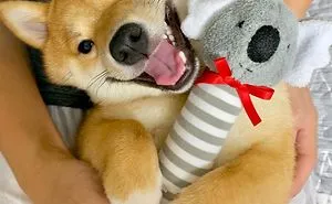 Shiba Inu Goes Viral For His Love Of Smiling, Especially After Seeing Food (30 Pics)
