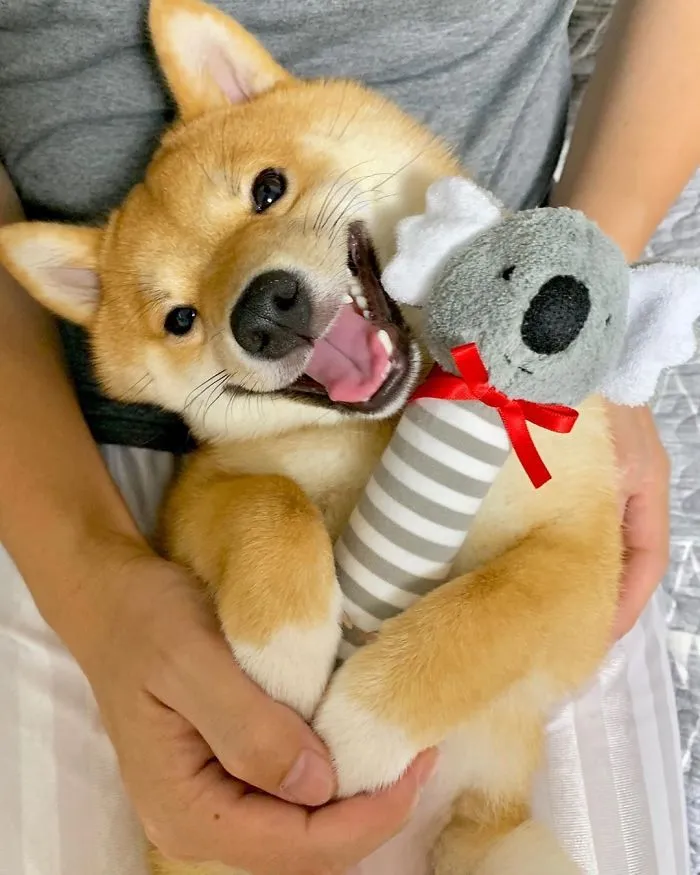 Shiba Inu Goes Viral For His Love Of Smiling, Especially After Seeing Food (30 Pics)