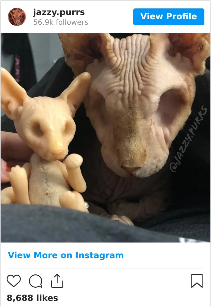 30 Cute Photos Of The Eyeless Instagram-Famous Cat Jasper