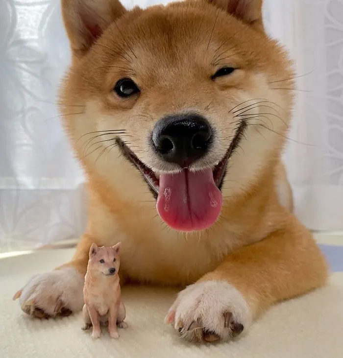 Shiba Inu Goes Viral For His Love Of Smiling, Especially After Seeing Food (30 Pics)