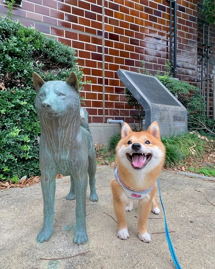 Shiba Inu Goes Viral For His Love Of Smiling, Especially After Seeing Food (30 Pics)